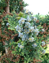 Chamaecyparis lawsoniana Wisselii — photo 4